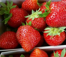 Fraises Maras N/P- 250 g